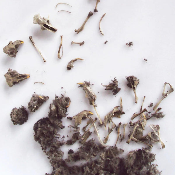 Owl Pellet: What did this owl eat?