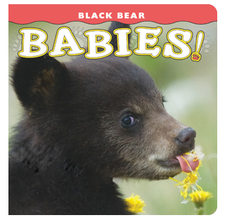 Black Bear Babies