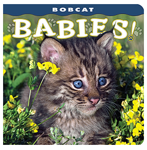 Bobcat Babies