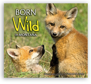 Born Wild In Montana