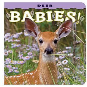 Deer Babies