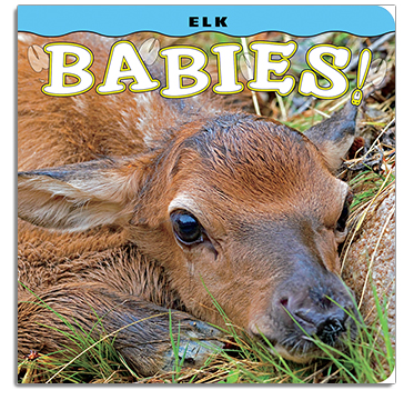 Elk Babies