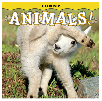 Funny Animals