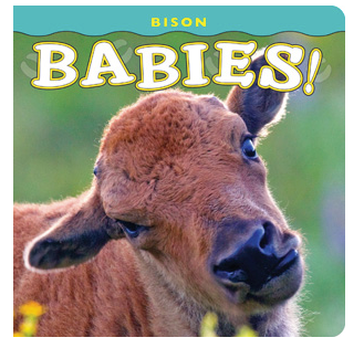 Bison Babies