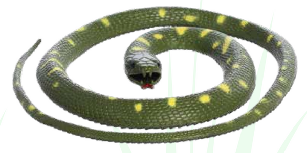 Coiled Python – Imagination Station