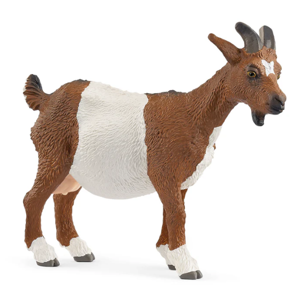 Goat