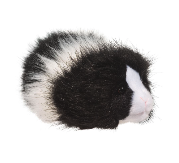 Angora Blk/Wht Guinea Pig