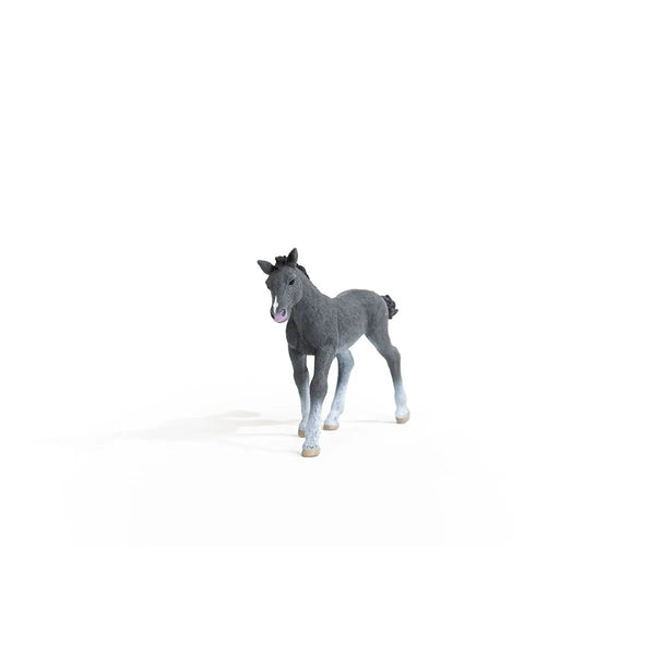 Trakehner Foal