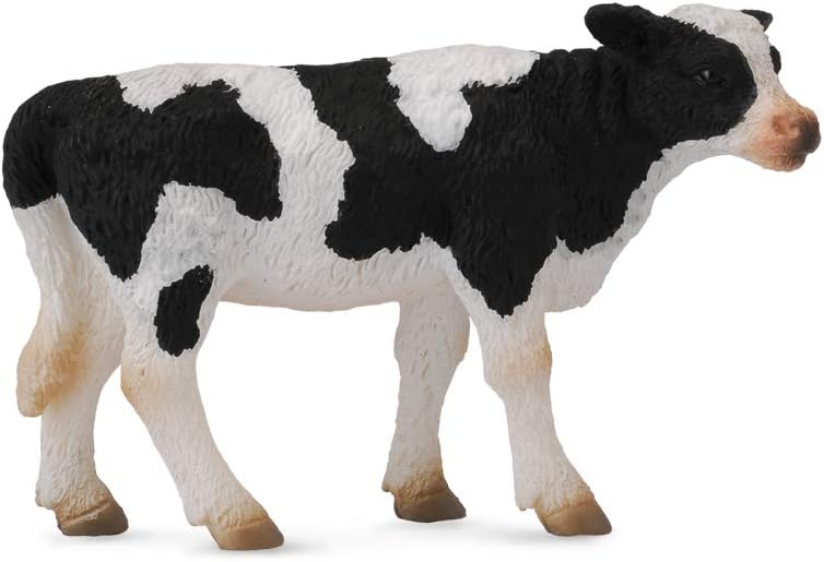 Friesian Calf