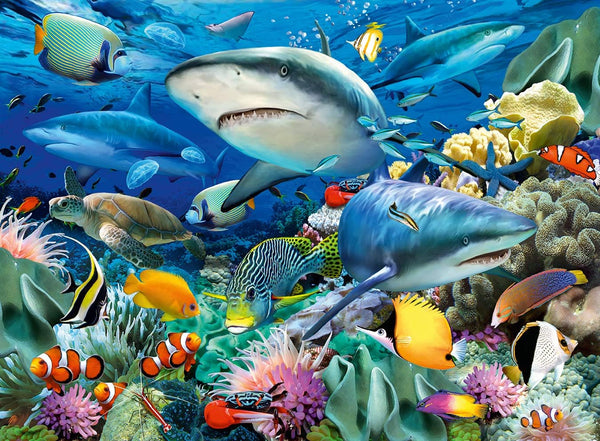 Shark Reef 100pc