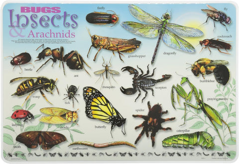 Bugs Placemat