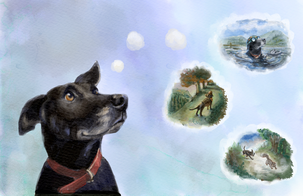 Cooper's Campervan Adventures