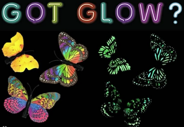 3D Glow Butterfly Clips