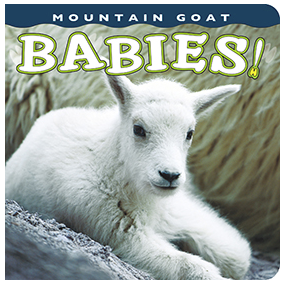 Mountain Goat Babies