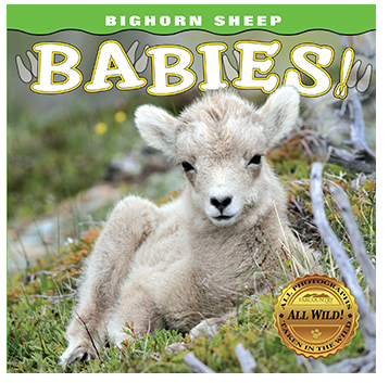 Bighorn Sheep Babies