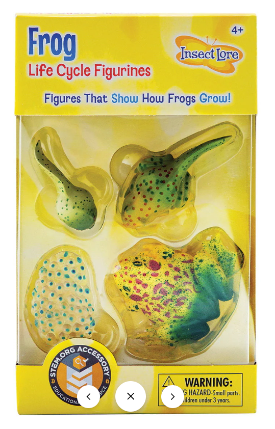 Frog Life Cycle 4pc Set