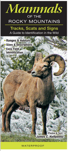 Mammals Tracks Scat Rocky Mountain