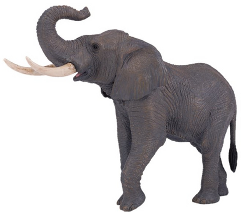 African Elephant