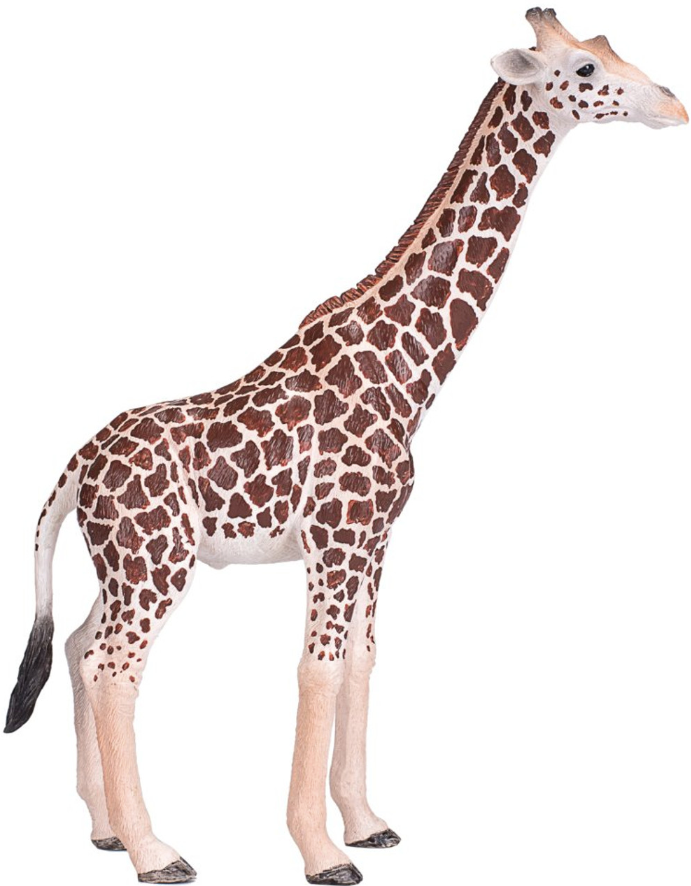 Giraffe Male