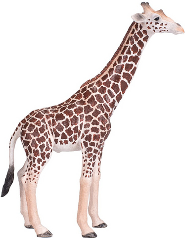 Giraffe Male