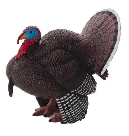 Male Turkey