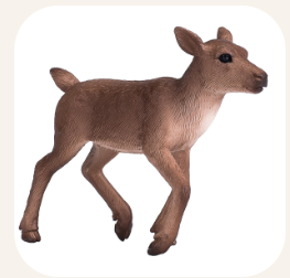 Reindeer Calf