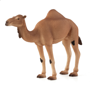 Arabian Camel