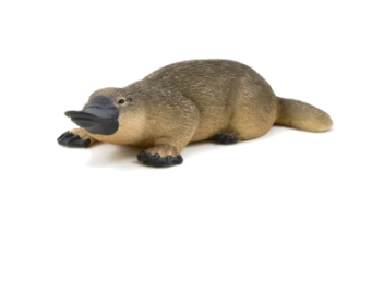 Duck Billed Platypus