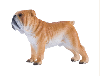 English Bulldog