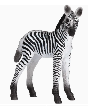 Zebra Foal