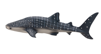 Whale Shark