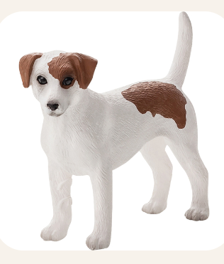 Jack Russell Terrier