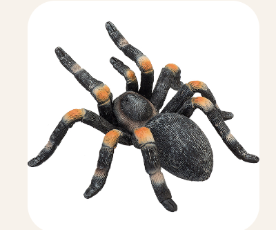 Red Kneed Tarantula