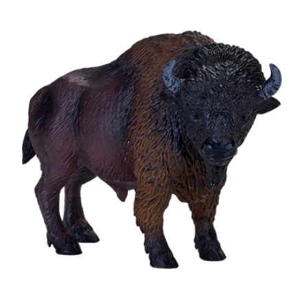 American Bison/Buffalo