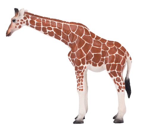 Giraffe Female