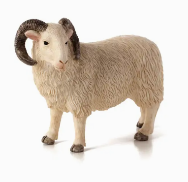 Sheep Ram