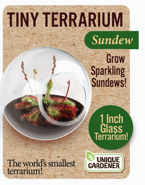 Tiny Terrarium Carnivorous