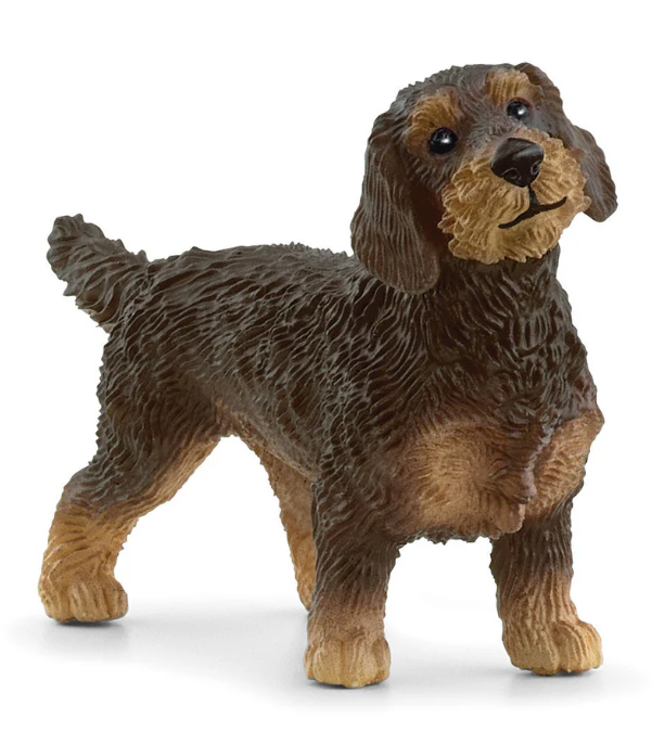 Wirehaired Dachshund