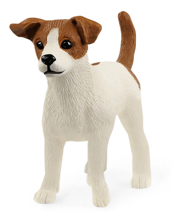 Jack Russell Terrier