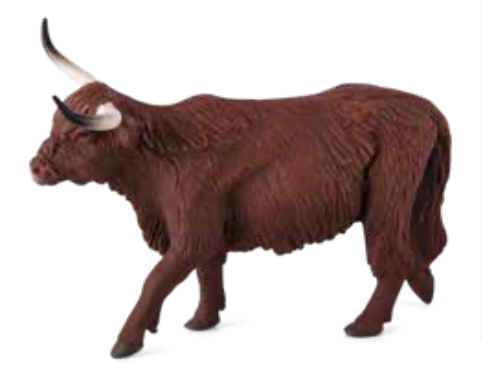 Highland Cow