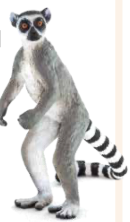 Ringtail Lemur