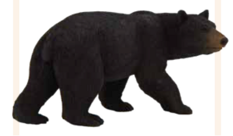 American Black Bear