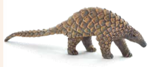 Indian Pangolin