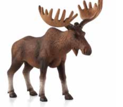 European Elk/Moose