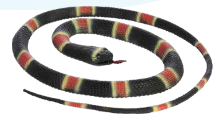 Coiled Coral Snake