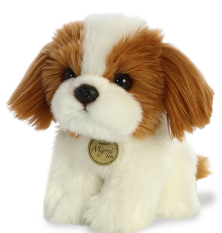 11" Shih Tzu Pup