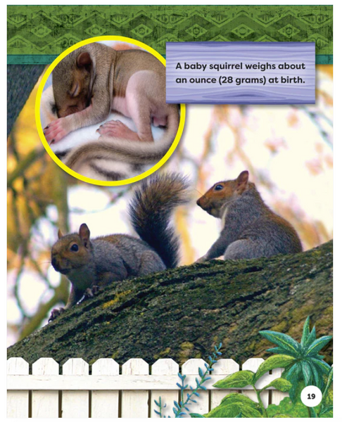 Backyard Safari: Gray Squirrels