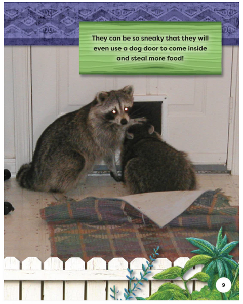 Backyard Safari: Raccoons