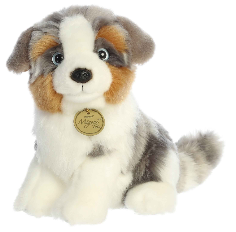 11" Australian Shepherd Pup
