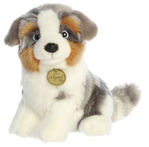 11" Australian Shepherd Pup